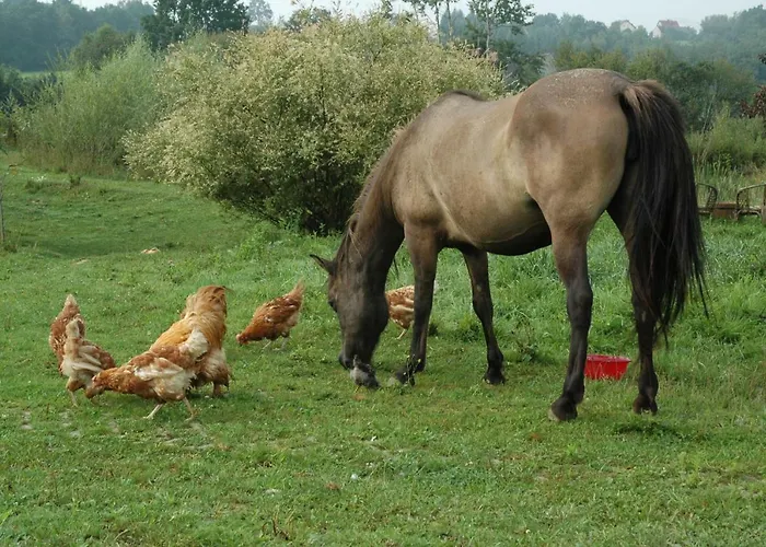 Wodne Ogrody Vakantieboerderij Dobczyce
