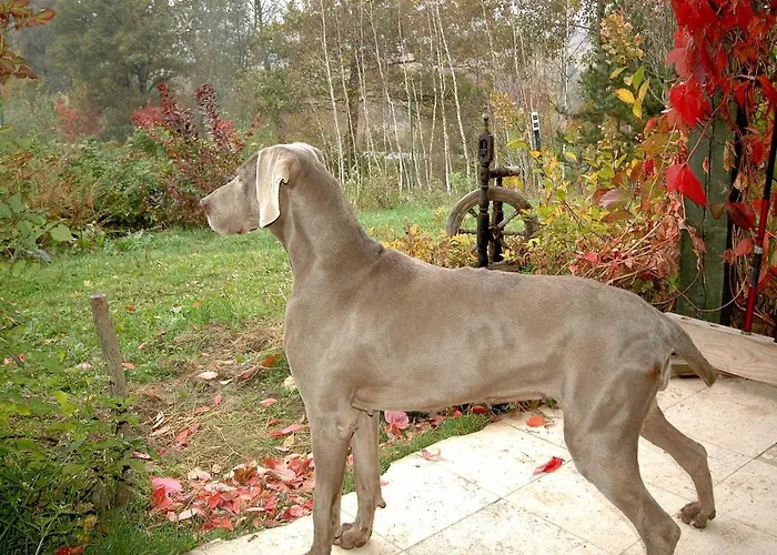 Wodne Ogrody Vakantieboerderij Dobczyce